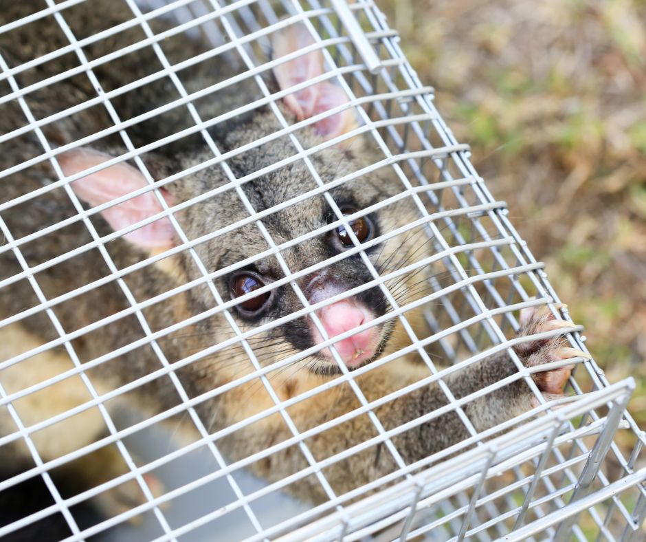Possum removal Sydney So Pest Off