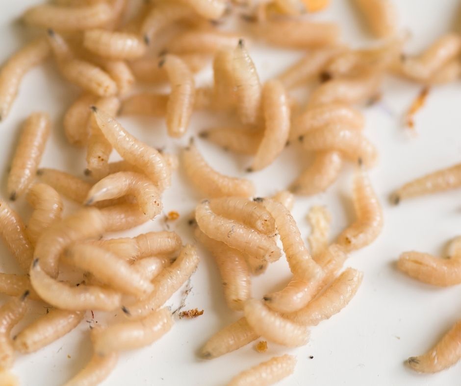 Maggots And Rubbish Bins(3)