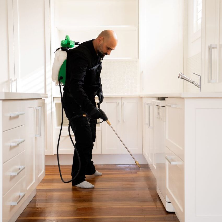 Pest Control Hills District So Pest Off