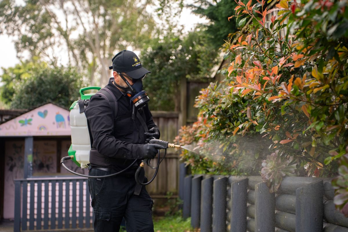 Pest Control Hills District So Pest Off