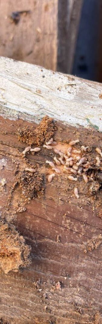 Termites